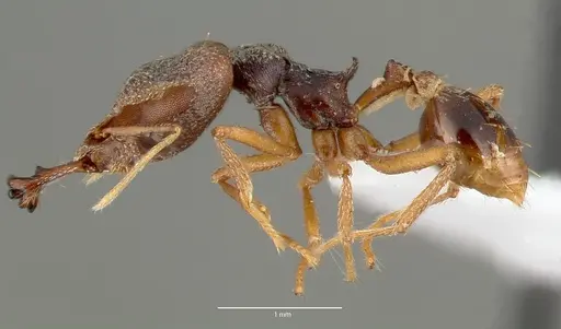 Strumigenys vazimba - CASENT0005646