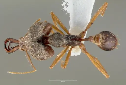 Strumigenys vazimba - CASENT0005647