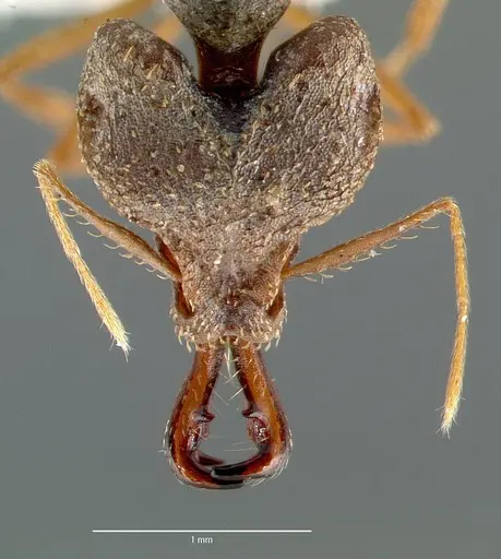 Strumigenys vazimba - CASENT0005647