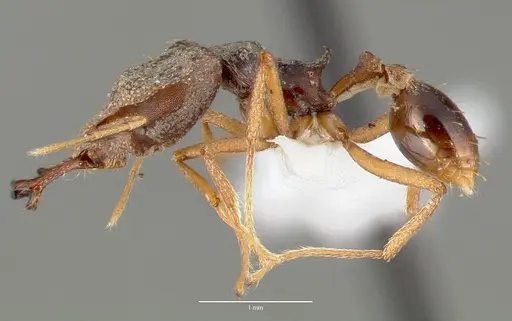 Strumigenys vazimba - CASENT0005647