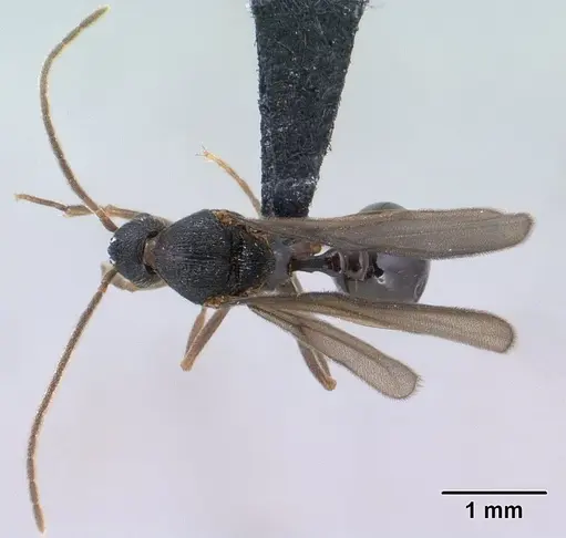 Strumigenys vazimba - CASENT0138373