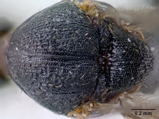 Strumigenys vazimba - CASENT0138373