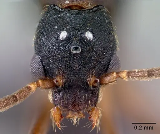 Strumigenys vazimba - CASENT0138373