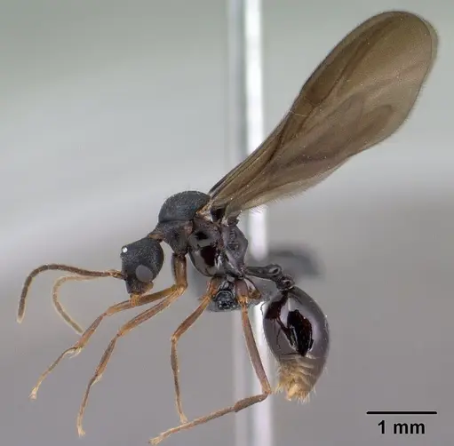 Strumigenys vazimba - CASENT0138373