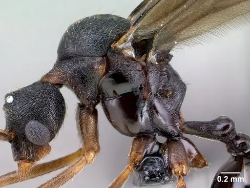 Strumigenys vazimba - CASENT0138373