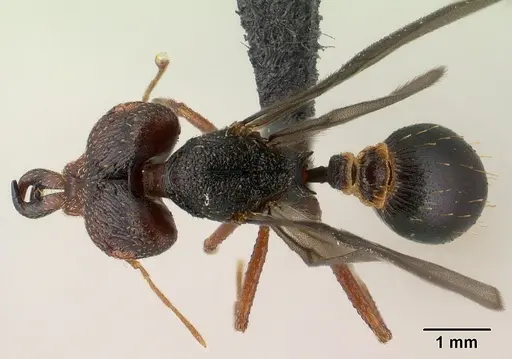 Strumigenys vazimba - CASENT0148123