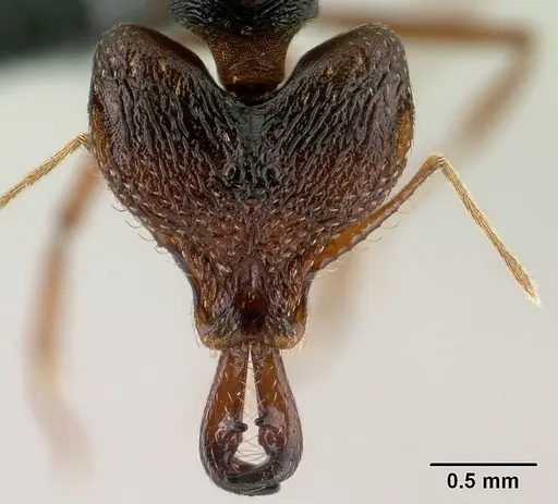 Strumigenys vazimba - CASENT0148123