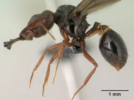 Strumigenys vazimba - CASENT0148123