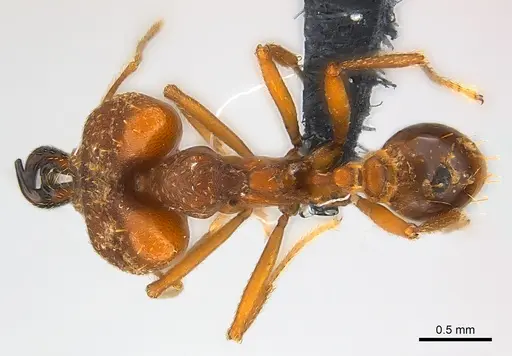 Strumigenys vazimba - CASENT0153622