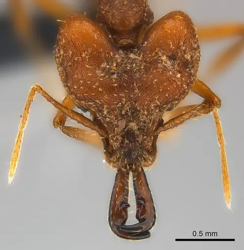 Strumigenys vazimba - CASENT0153622