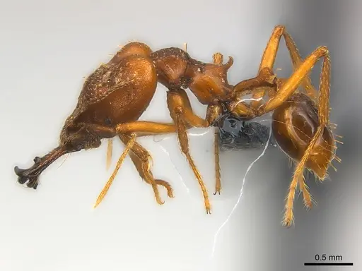 Strumigenys vazimba - CASENT0153622