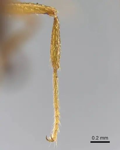 Strumigenys vazimba - CASENT0302216