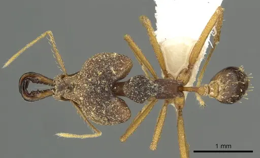 Strumigenys vazimba - CASENT0900713