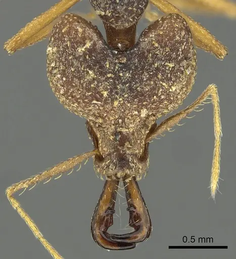 Strumigenys vazimba - CASENT0900713