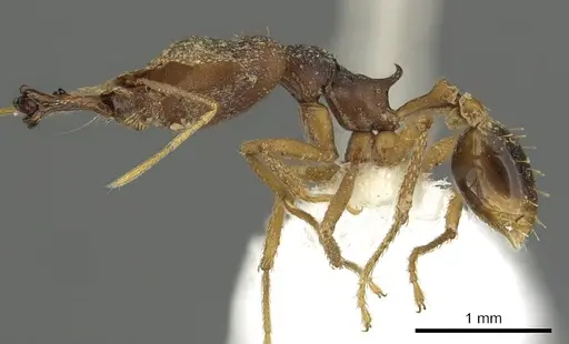 Strumigenys vazimba - CASENT0900713