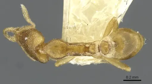 Strumigenys veddha specimen