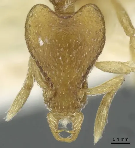 Strumigenys veddha specimen