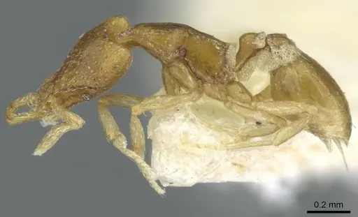 Strumigenys veddha specimen