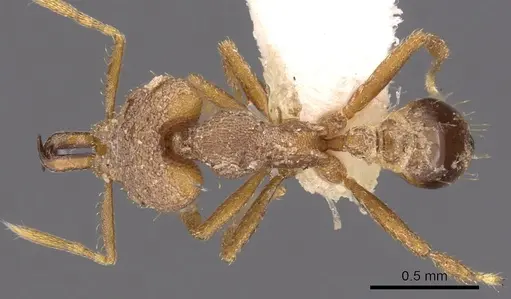 Strumigenys vertigosa specimen
