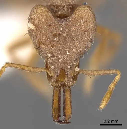 Strumigenys vertigosa specimen