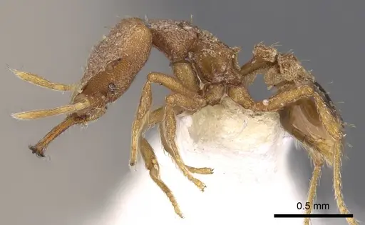 Strumigenys vertigosa specimen