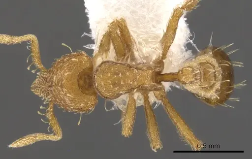 Strumigenys vescops specimen