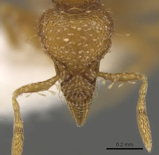 Strumigenys vescops specimen