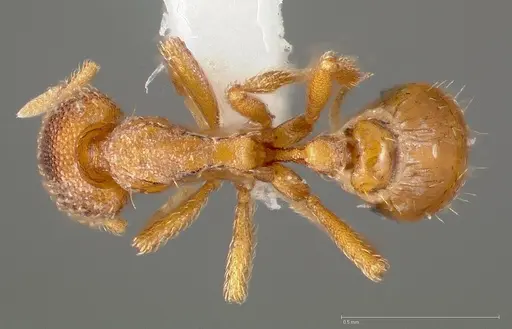 Strumigenys victrix specimen