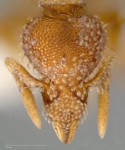 Strumigenys victrix specimen