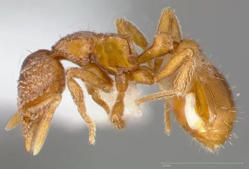 Strumigenys victrix specimen