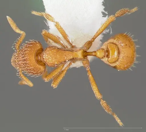 Strumigenys victrix - CASENT0005463