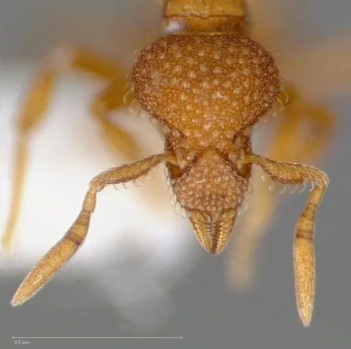 Strumigenys victrix - CASENT0005463