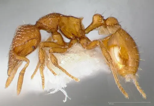 Strumigenys victrix - CASENT0005463