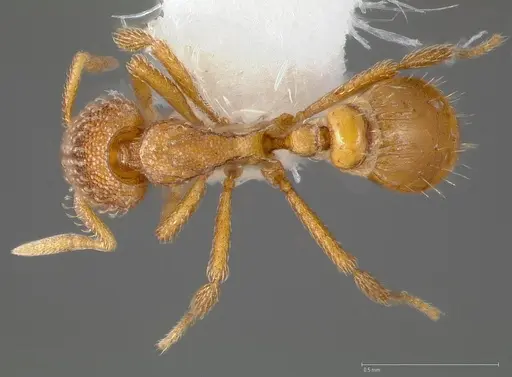 Strumigenys victrix - CASENT0005464