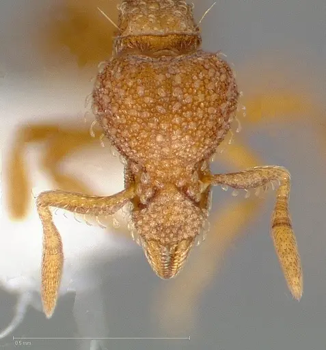 Strumigenys victrix - CASENT0005464