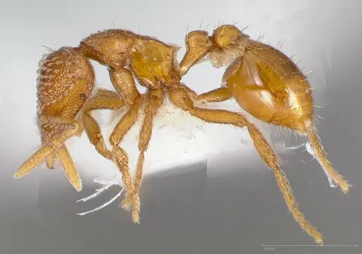 Strumigenys victrix - CASENT0005464