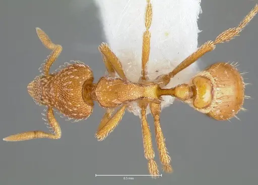 Strumigenys victrix - CASENT0005987