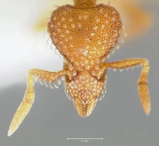 Strumigenys victrix - CASENT0005987