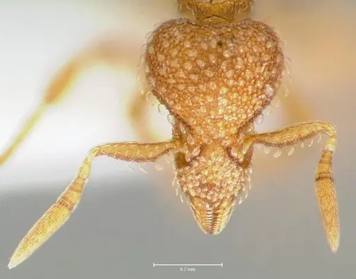 Strumigenys victrix - CASENT0005987