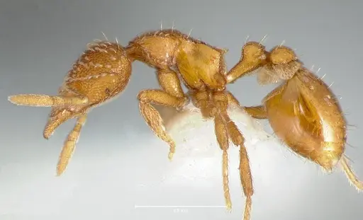 Strumigenys victrix - CASENT0005987