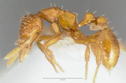 Strumigenys victrix - CASENT0005987