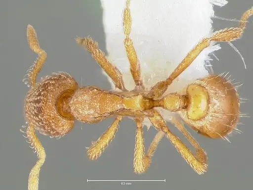 Strumigenys victrix - CASENT0005988