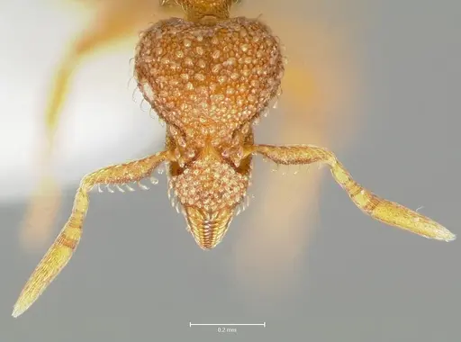 Strumigenys victrix - CASENT0005988