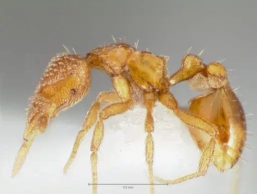 Strumigenys victrix - CASENT0005988