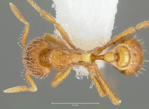 Strumigenys victrix - CASENT0006026