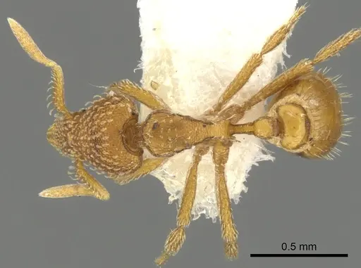 Strumigenys victrix - CASENT0900032