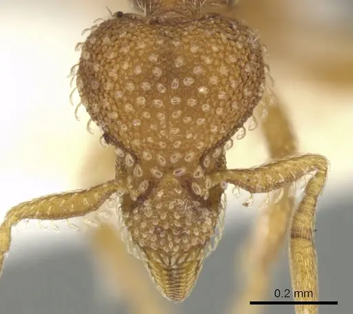 Strumigenys victrix - CASENT0900032