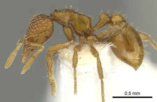 Strumigenys victrix - CASENT0900032