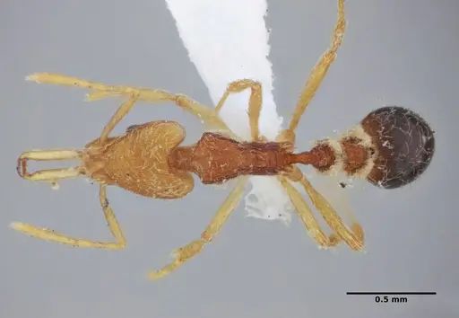 Strumigenys vilhenai specimen