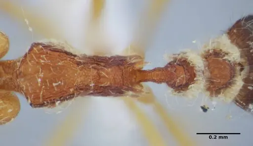 Strumigenys vilhenai specimen